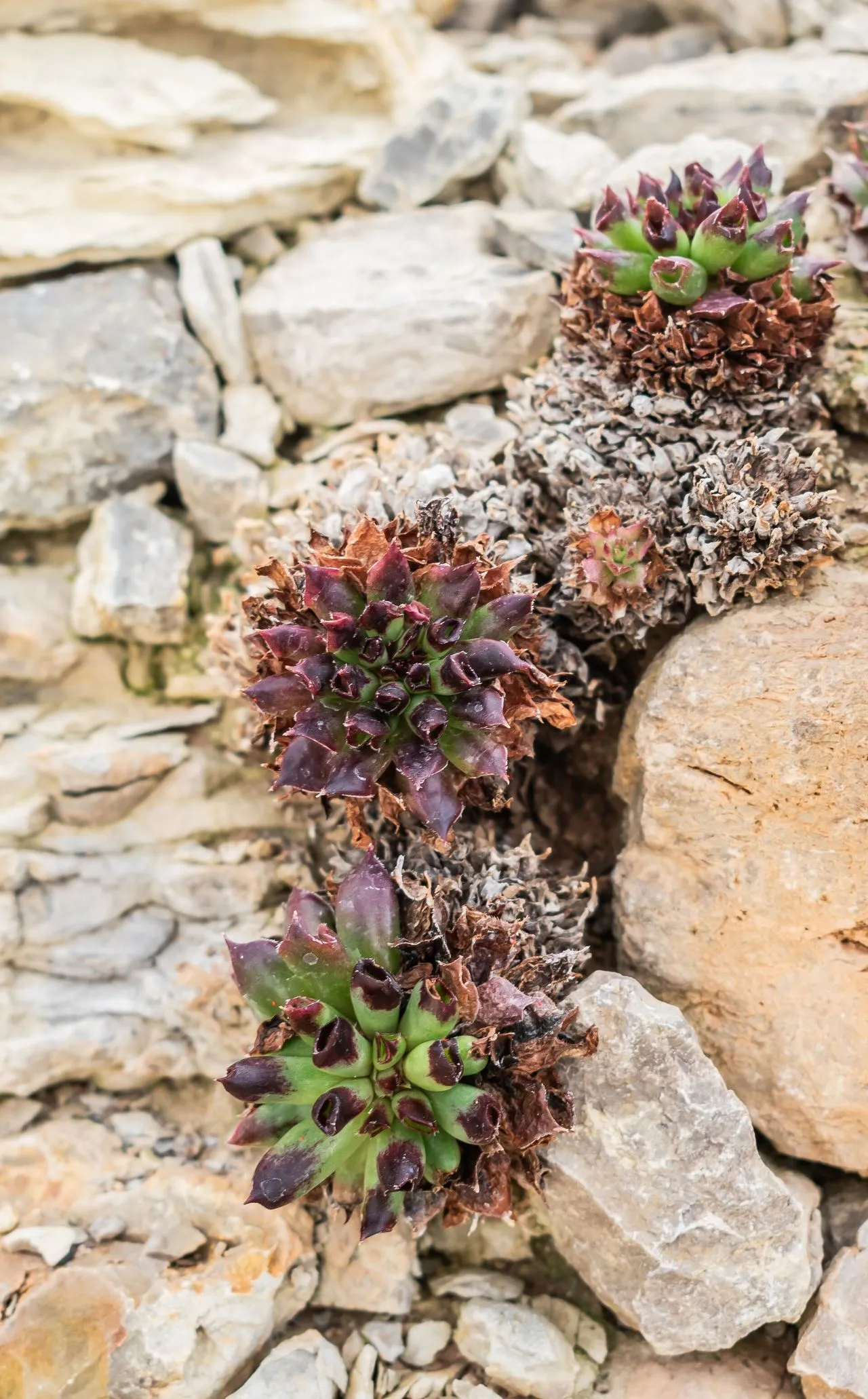 Sempervivum Winter Damage: Assessment and Recovery