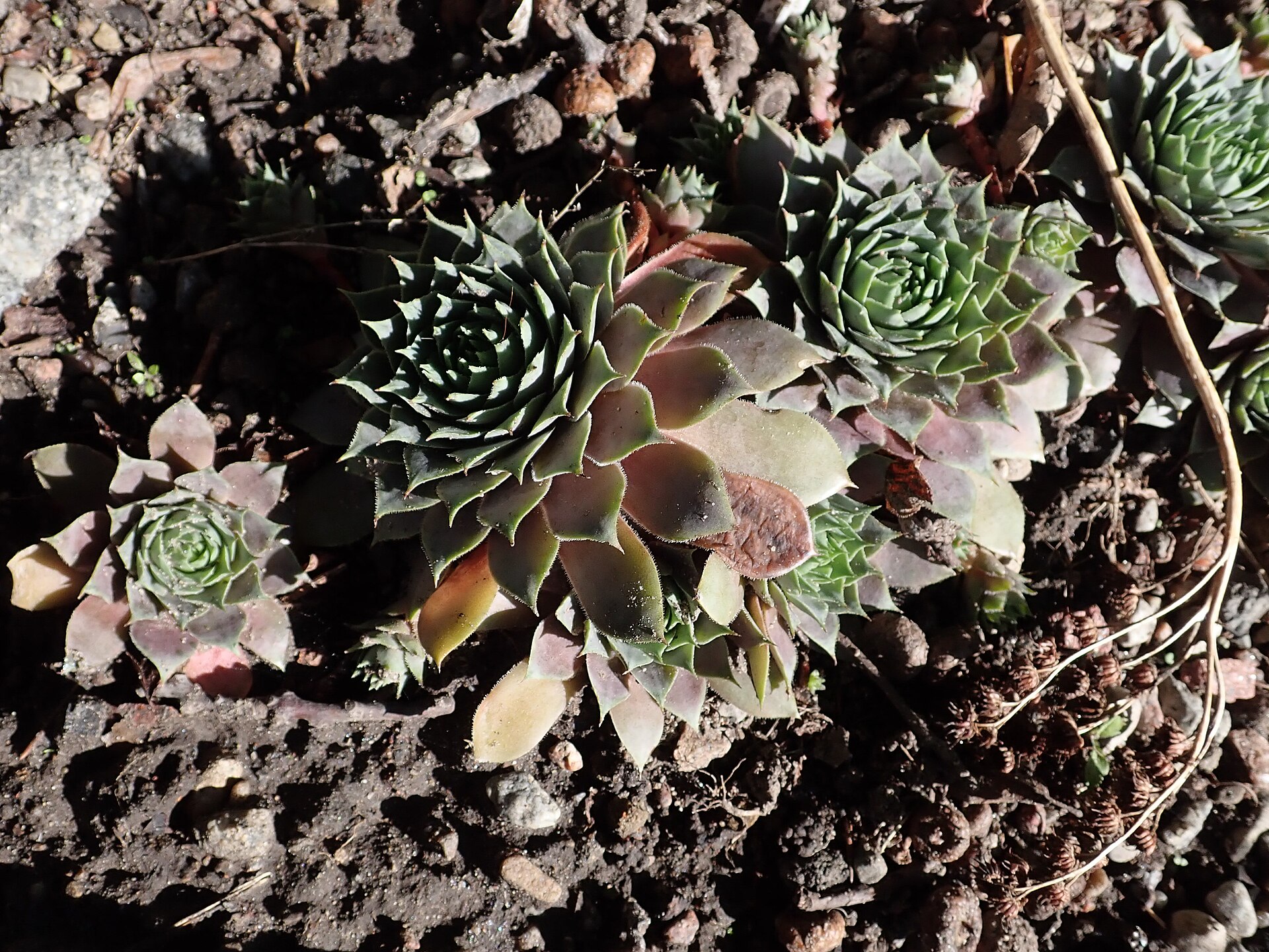 Sempervivum 'Pacific Blue Ice': The Blue-Glaucous Houseleek