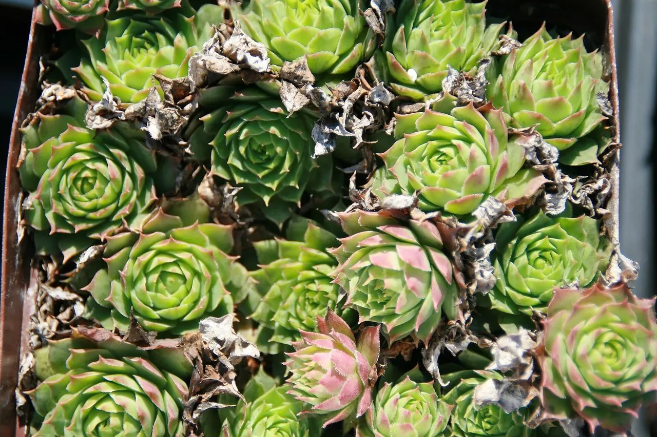 Sempervivum 'Ruby Heart': The Red-Centred Houseleek