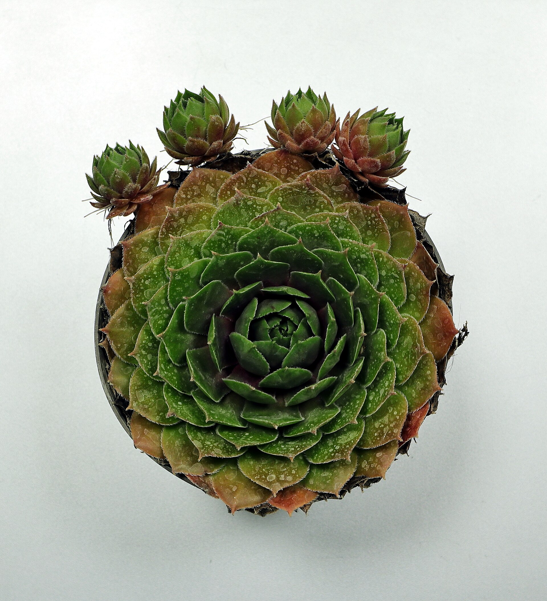 Sempervivum Turning Brown: Causes and What to Do
