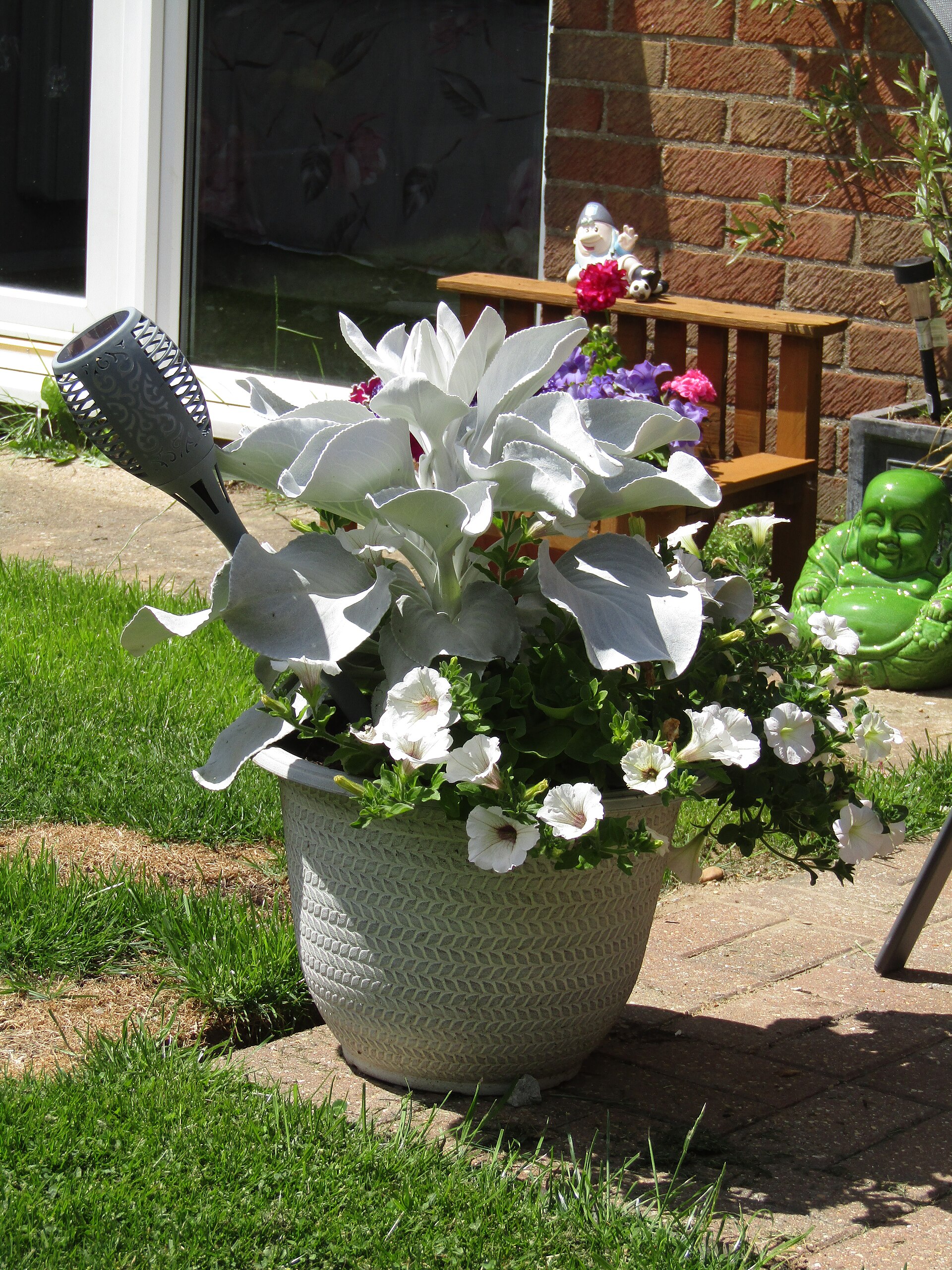 The Complete Senecio Guide: Taxonomy, Cultivation & Propagation