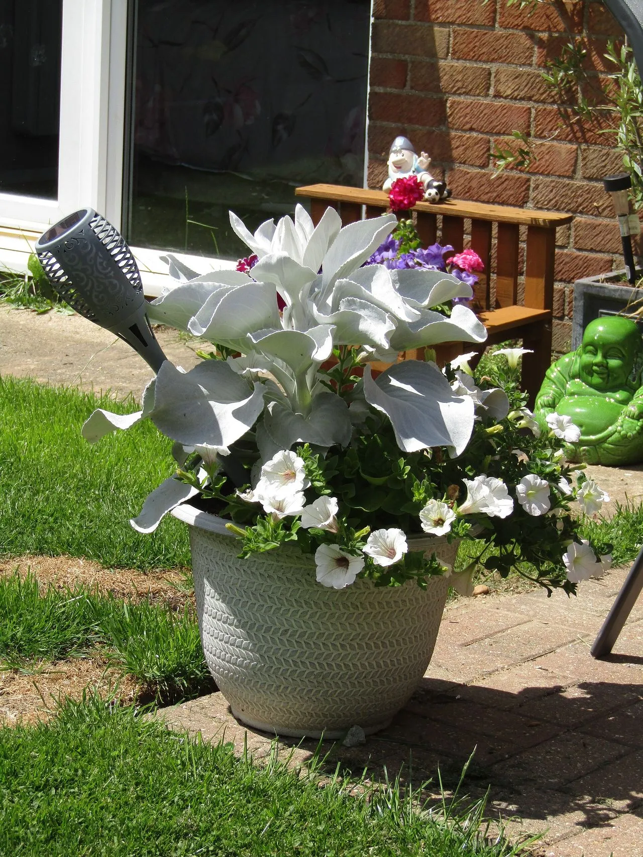 Senecio 'Angel Wings' (Senecio candicans): Care Notes