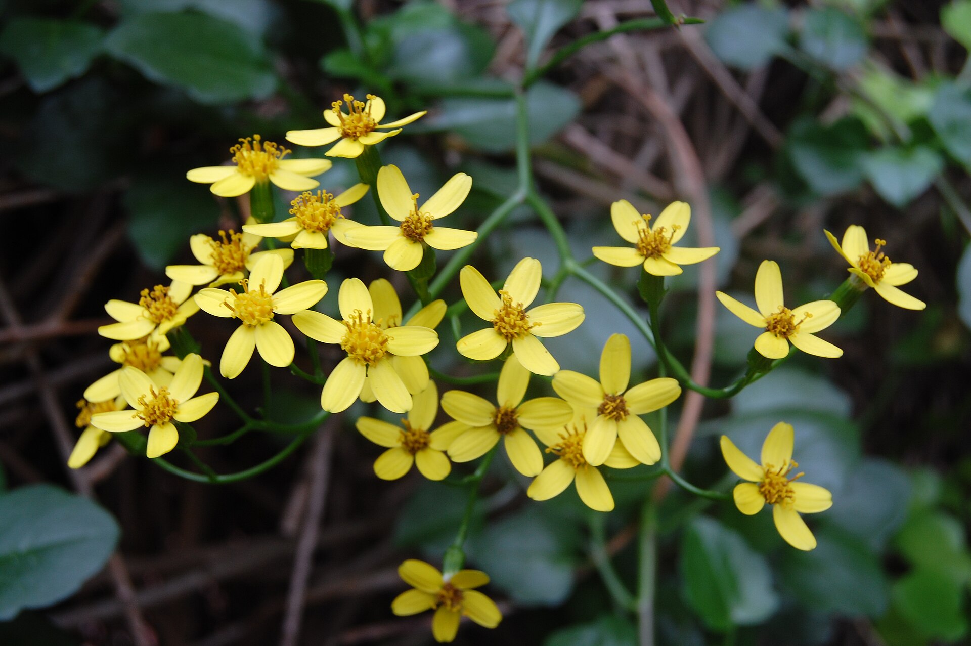 Senecio candicans: The Wild Silver-Leaved Senecio