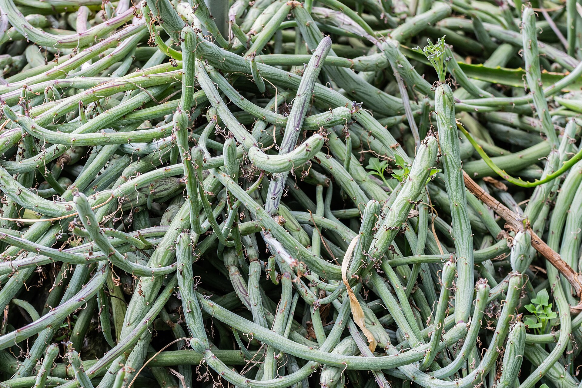 Senecio articulatus: Candle Plant Care