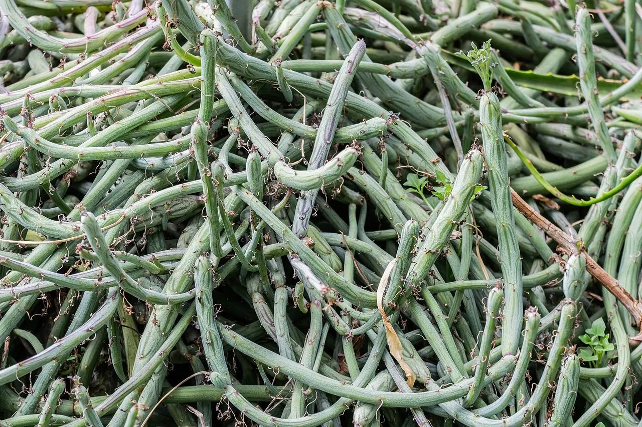 Senecio articulatus: Candle Plant Care