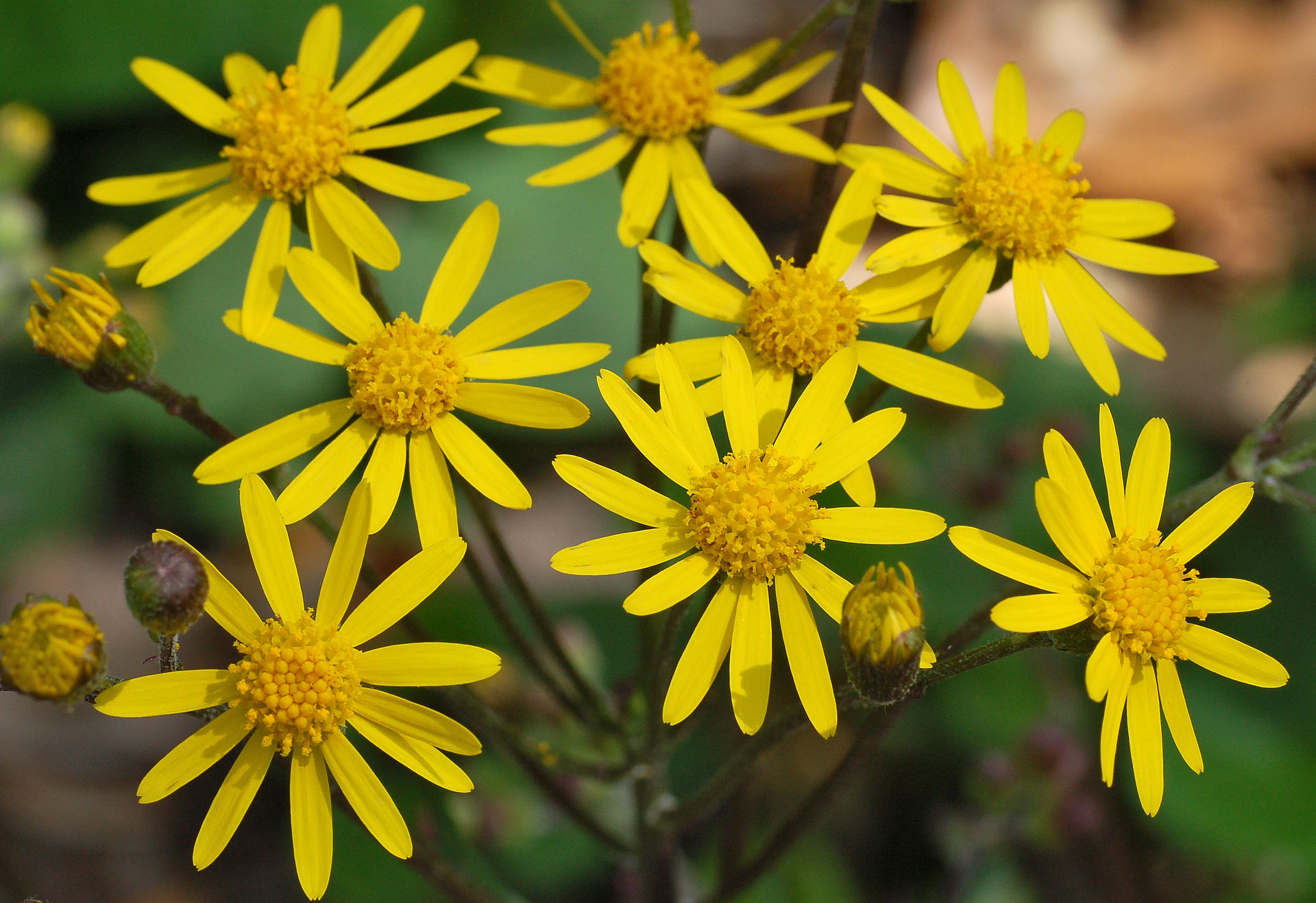 Senecio aureus (Packera aurea): Golden Ragwort Disambiguation