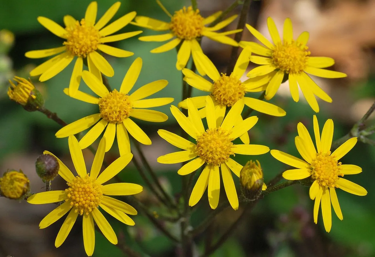 Senecio aureus (Packera aurea): Golden Ragwort Disambiguation