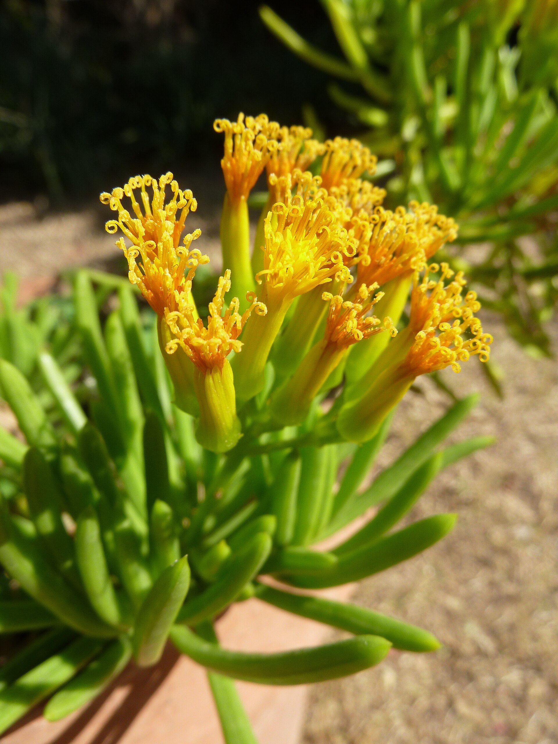 Senecio barbertonicus: Succulent Bush Senecio Care