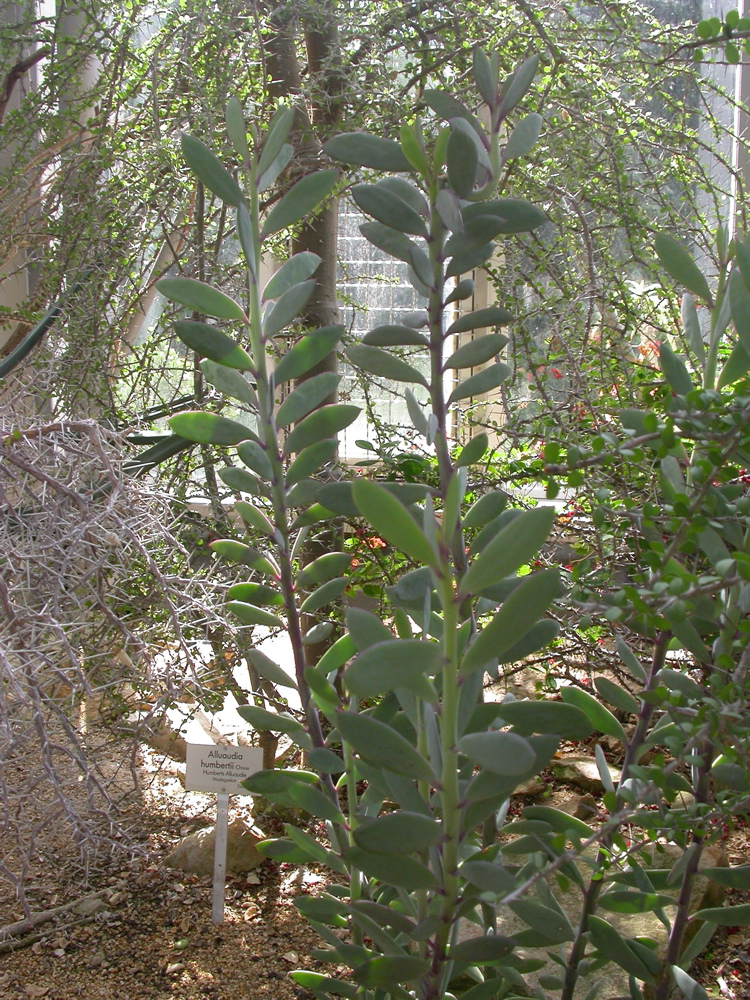 Senecio crassissimus: Vertical Leaf / Airplane Plant Care