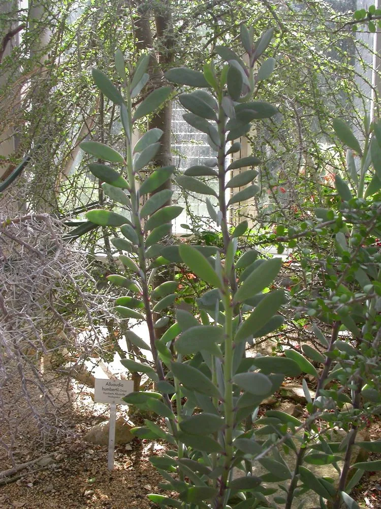 Senecio crassissimus: Vertical Leaf / Airplane Plant Care