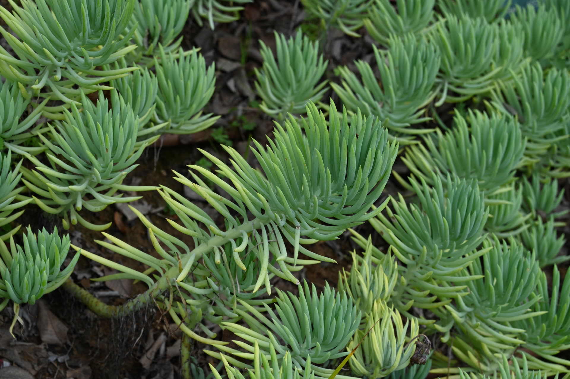 Curio ficoides (Skyscraper Senecio): Profile & Care