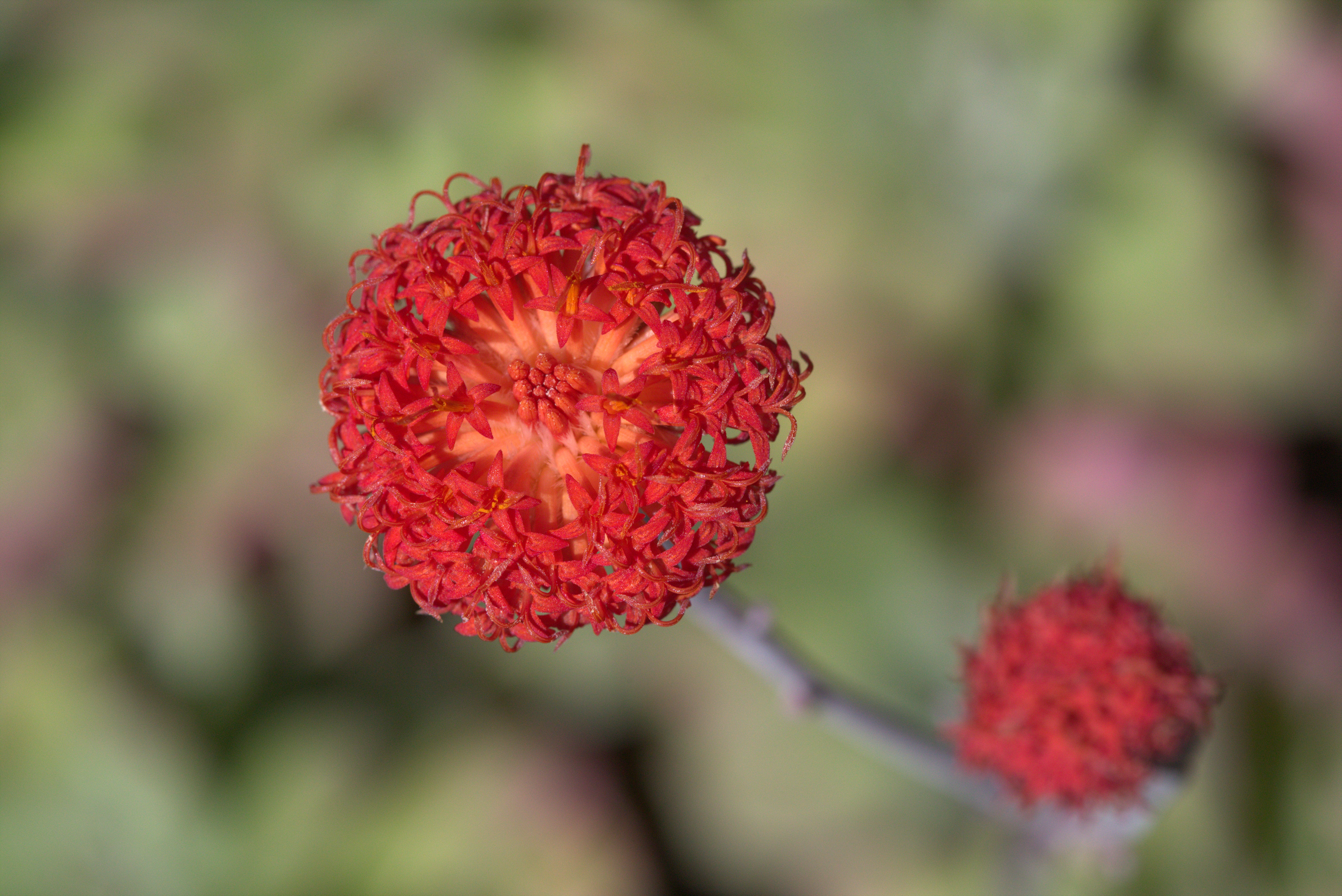 Senecio fulgens (Coral Senecio): Profile & Care