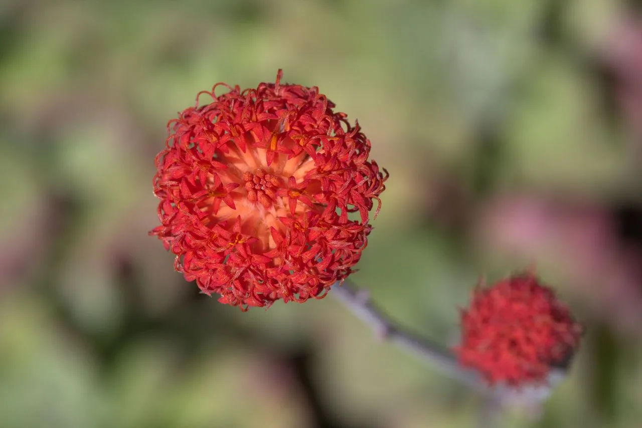 Senecio fulgens (Coral Senecio): Profile & Care