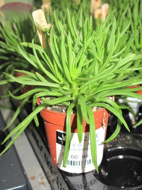 String of Pearls Dying: Causes and How to Save It