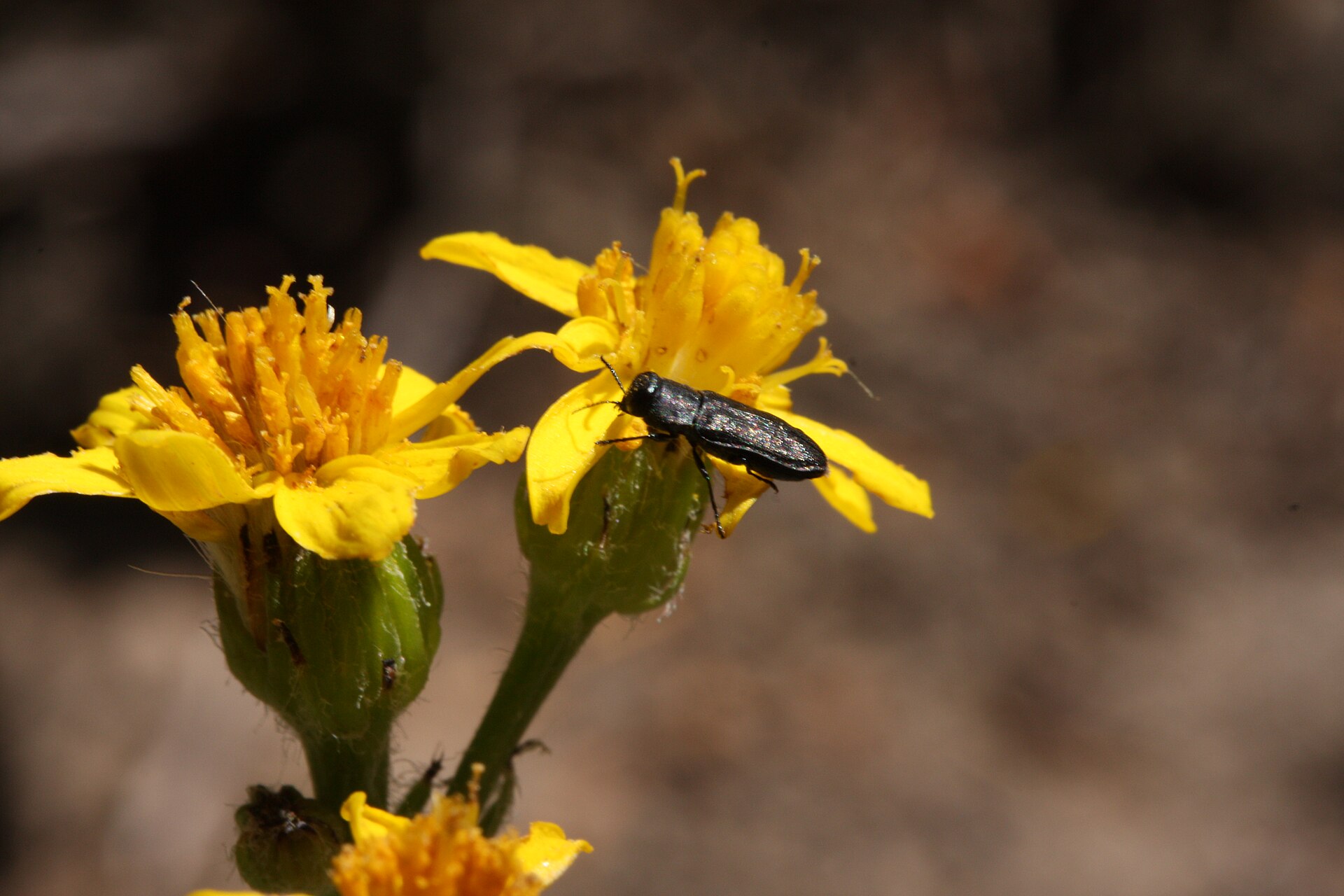 Senecio integerrimus (Packera integerrima): Lambstongue Ragwort