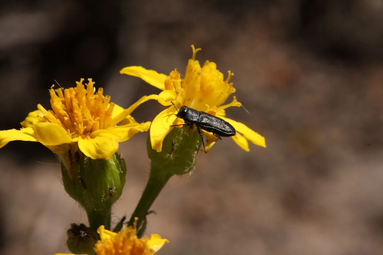 Senecio integerrimus (Packera integerrima): Lambstongue Ragwort