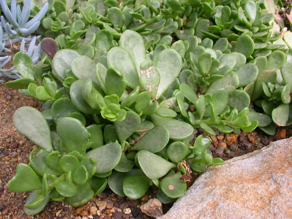 Senecio integerrimus (Packera integerrima): Lambstongue Ragwort