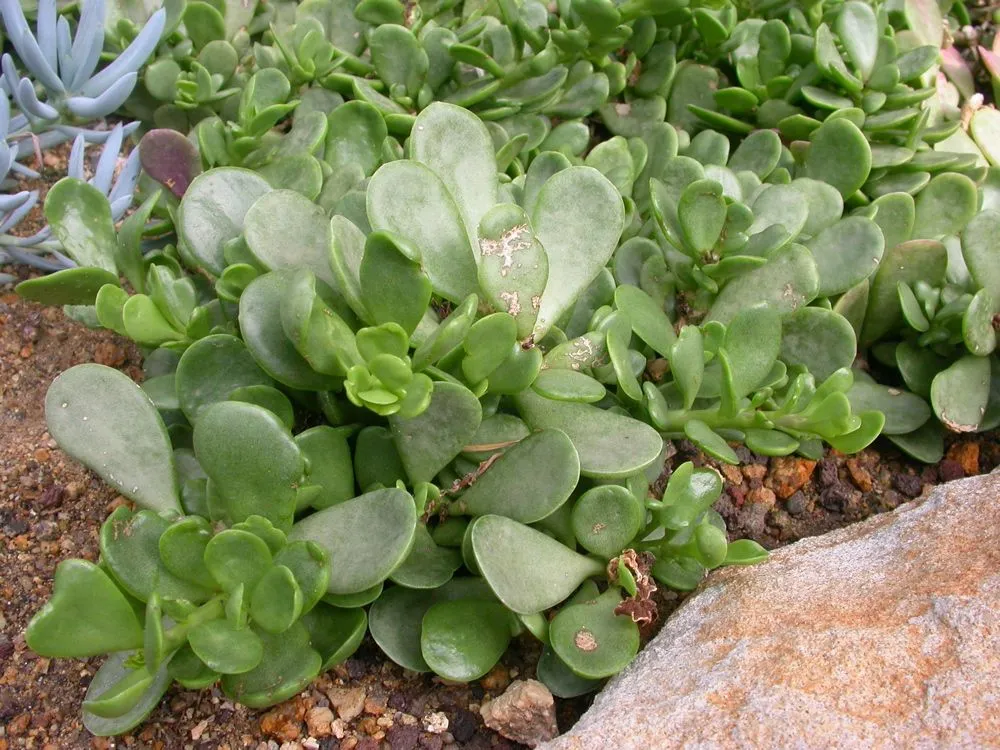 Mealybugs on Senecio and Curio: Identification and Treatment
