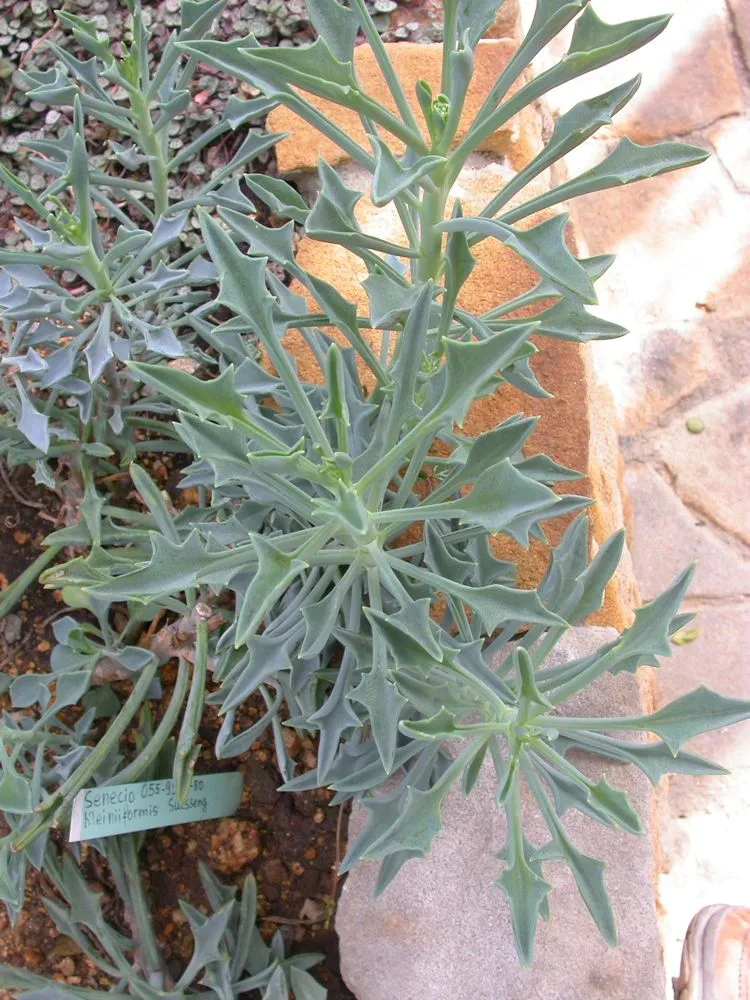 Senecio kleiniiformis (Curio kleiniiformis): Spear Head Care
