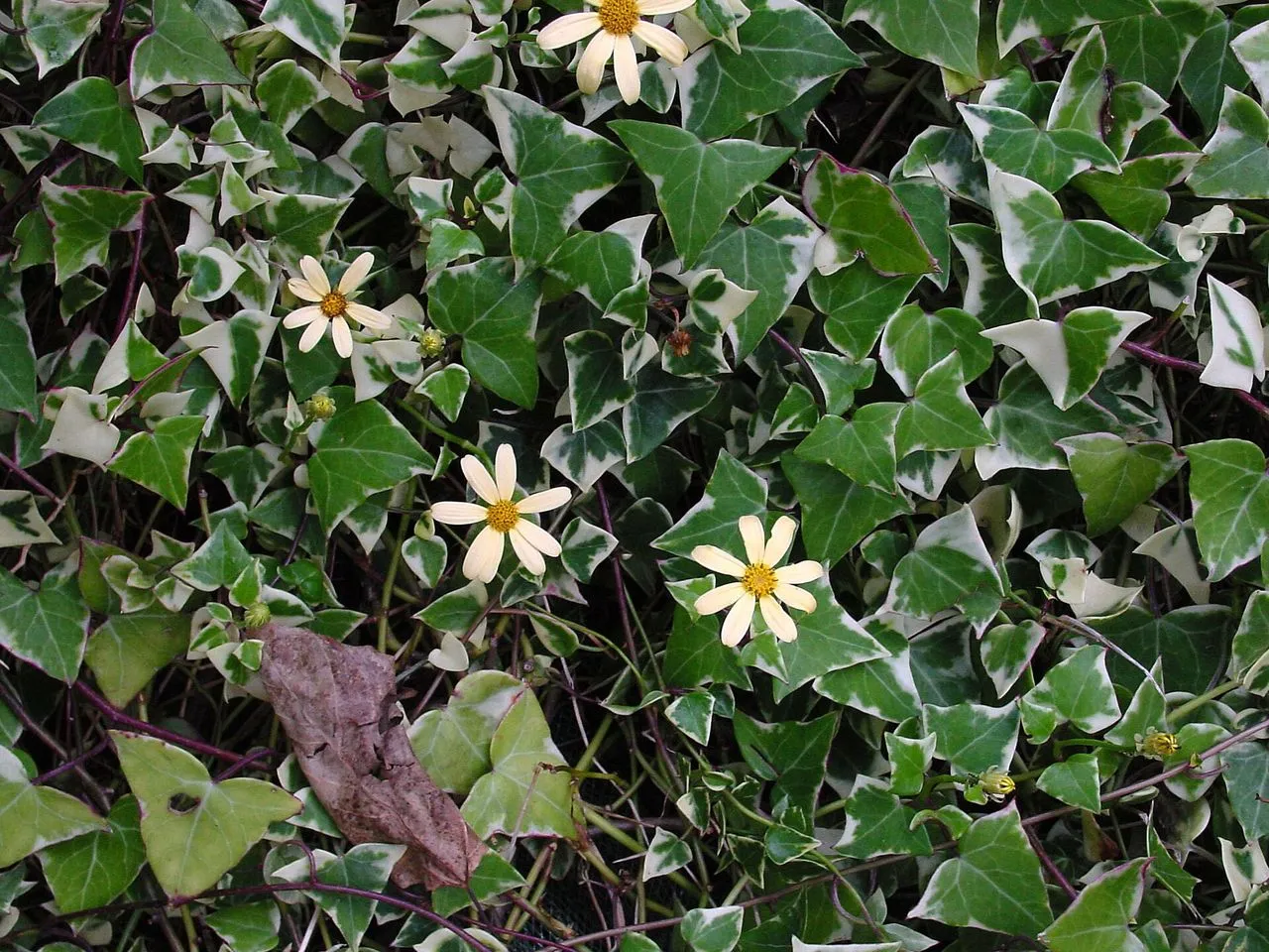 Senecio Root Rot: Signs, Rescue, and Prevention