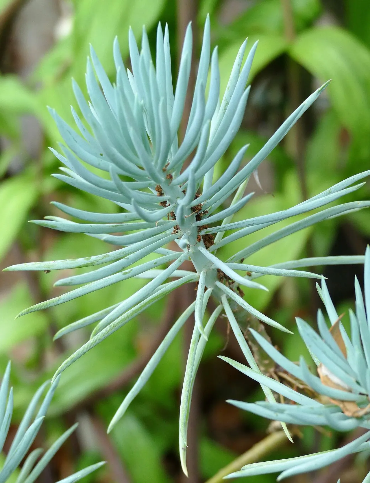 Senecio mandraliscae (Curio repens): Blue Chalksticks Care