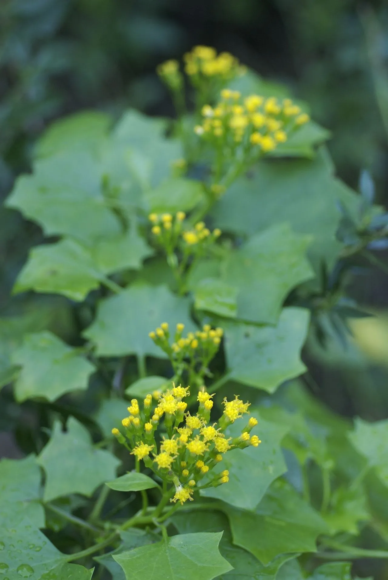 Senecio mikanioides (Delairea odorata): German Ivy Disambiguation