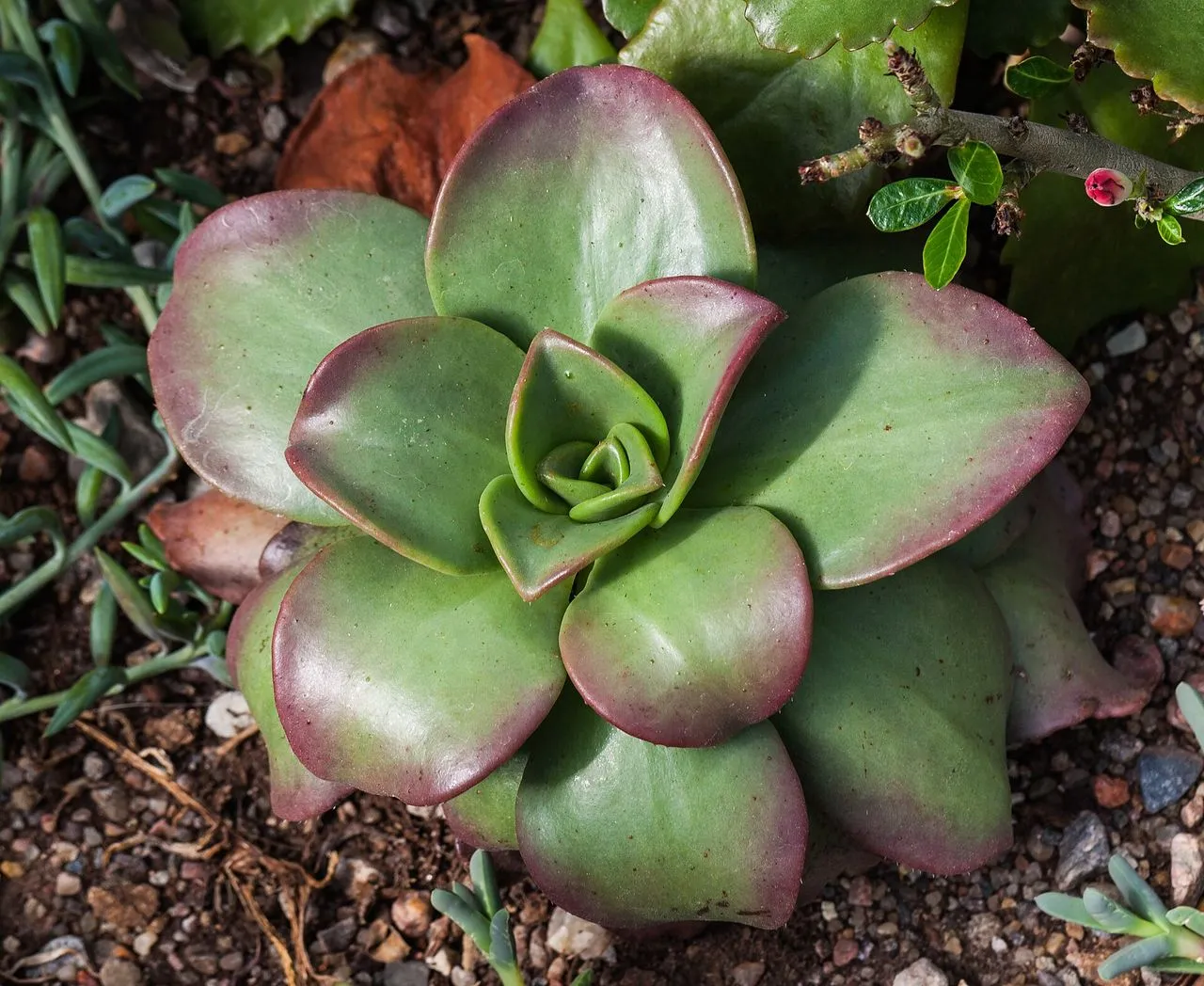 Senecio radicans (Curio radicans): String of Bananas Care