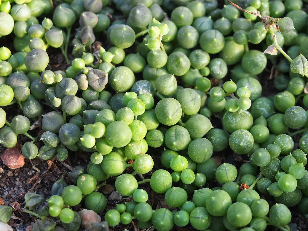 Senecio rowleyanus (Curio rowleyanus): String of Pearls Care