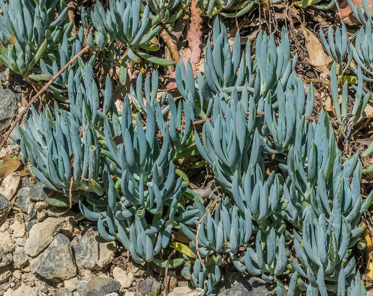 Senecio Leggy and Stretched: Causes and How to Fix It