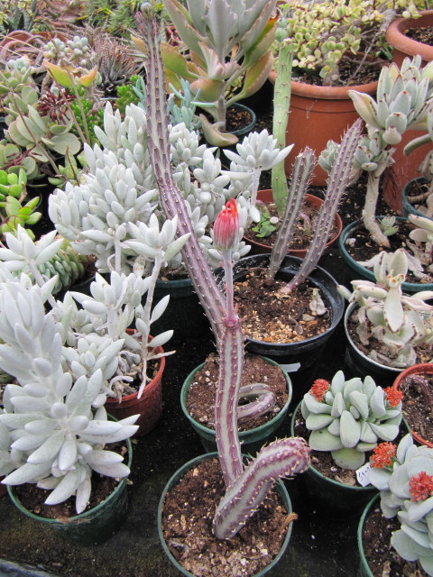 Senecio stapeliiformis: Pickle Plant Care