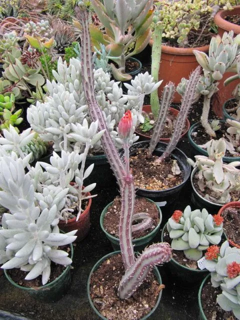 Senecio stapeliiformis: Pickle Plant Care