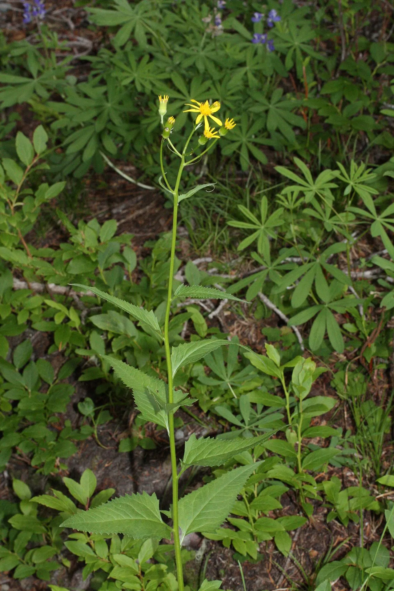Senecio triangularis: Arrowleaf Ragwort Disambiguation