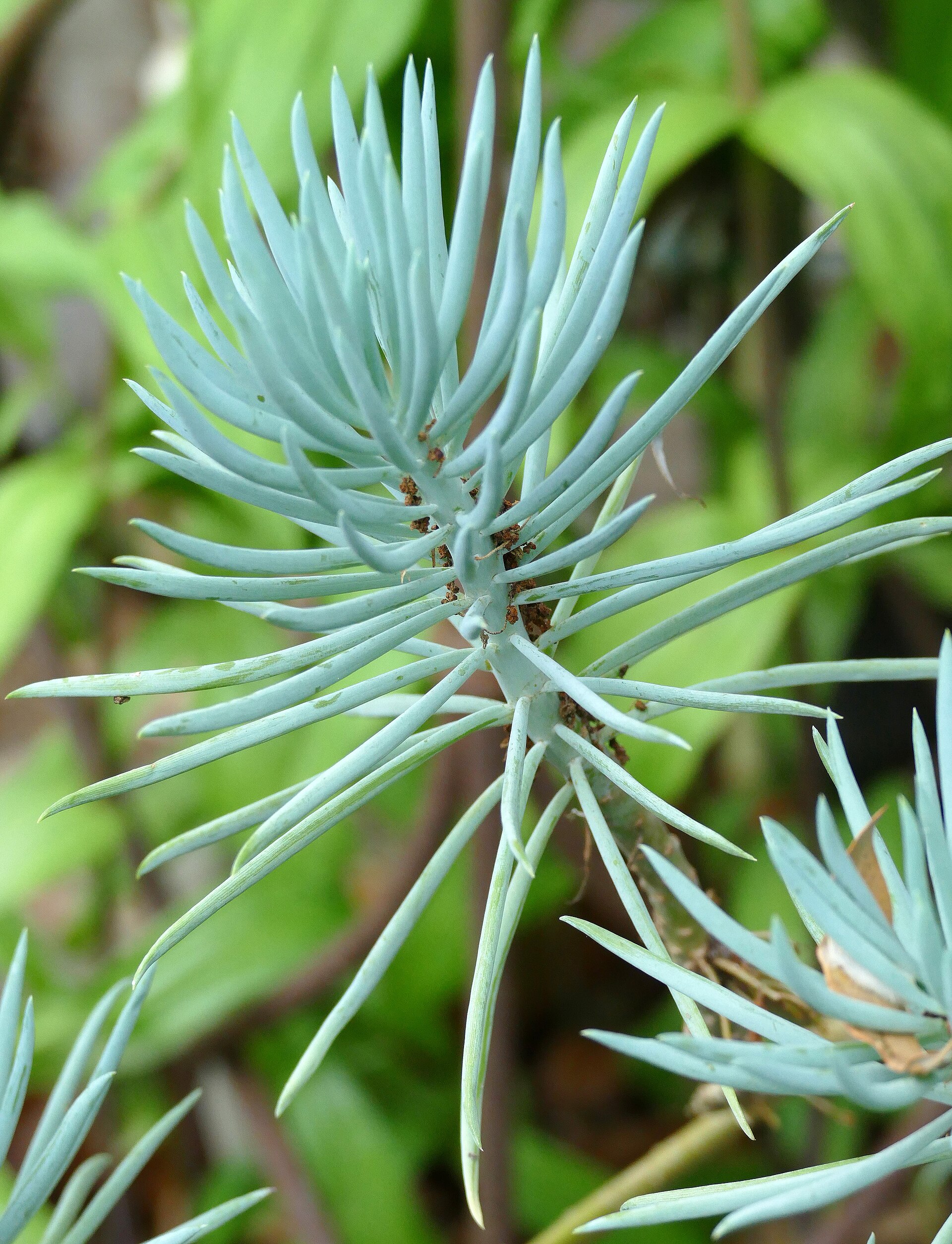 Senecio serpens (Curio serpens): Dwarf Blue Chalksticks Care