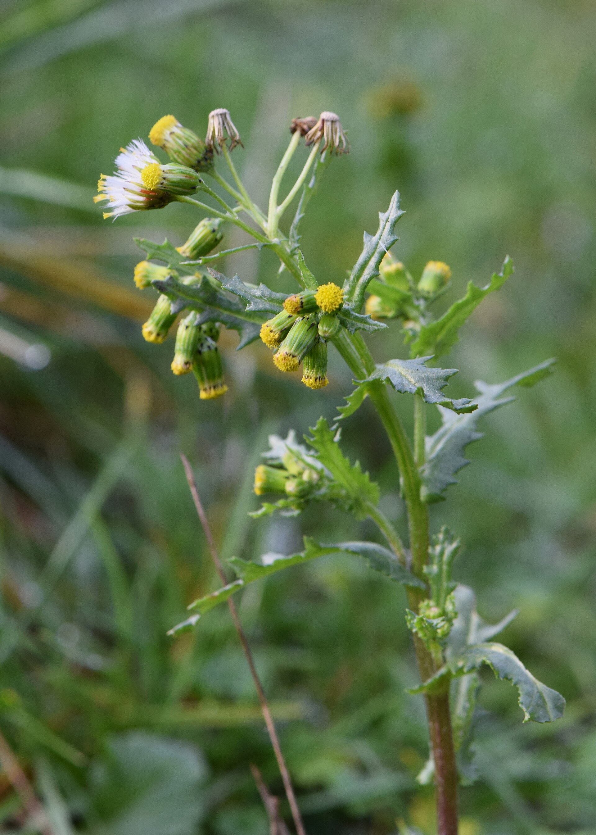 Senecio stapeliiformis: Pickle Plant Care