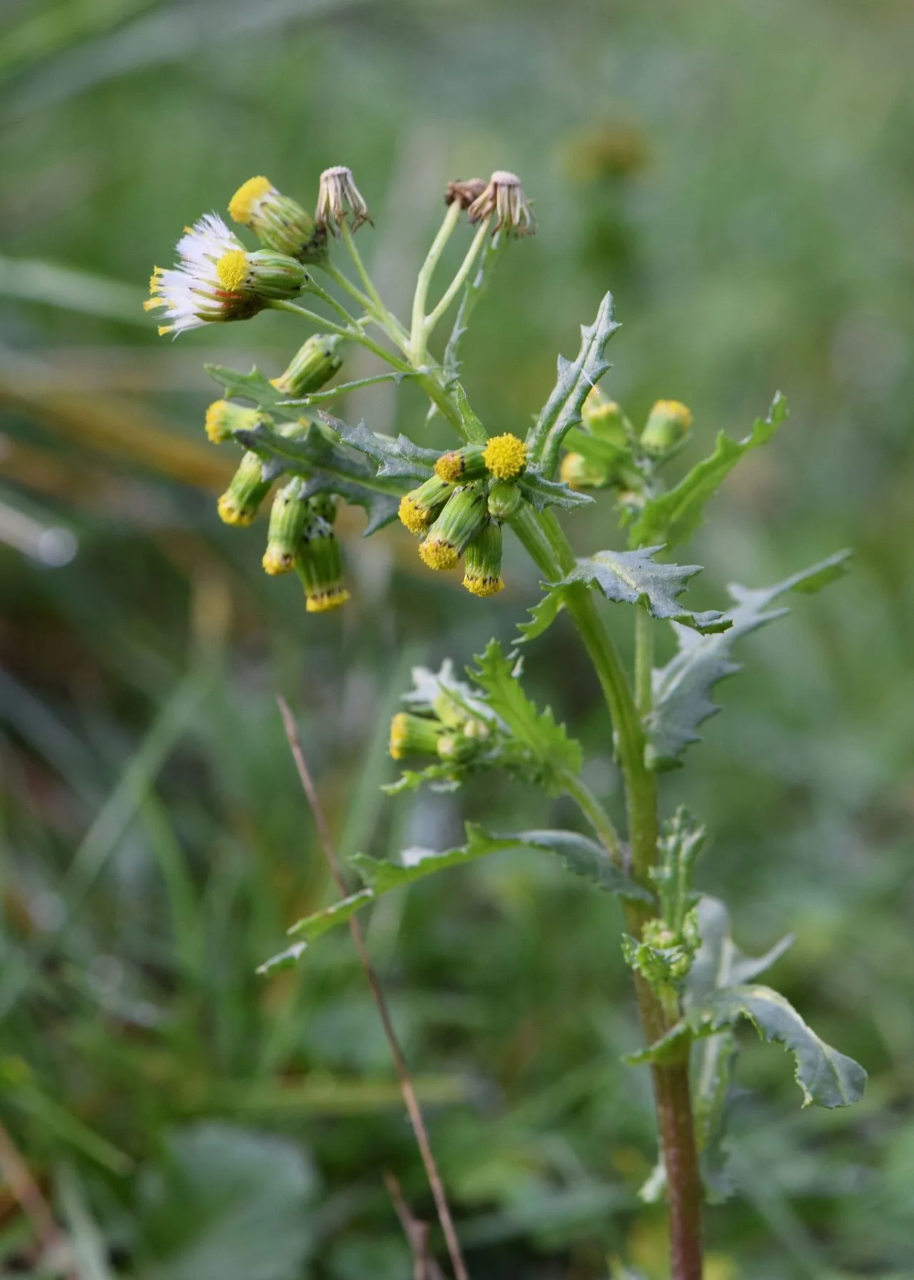 Senecio vulgaris: Common Groundsel Disambiguation