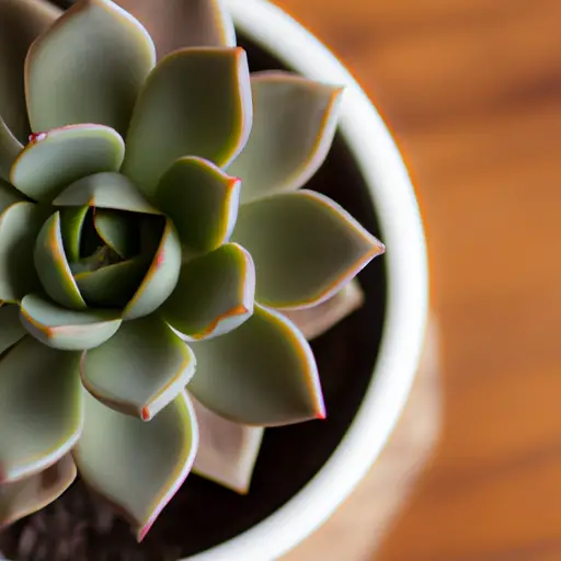 The Ultimate Guide to Indoor Succulent Plants: Care, Maintenance and Aesthetics