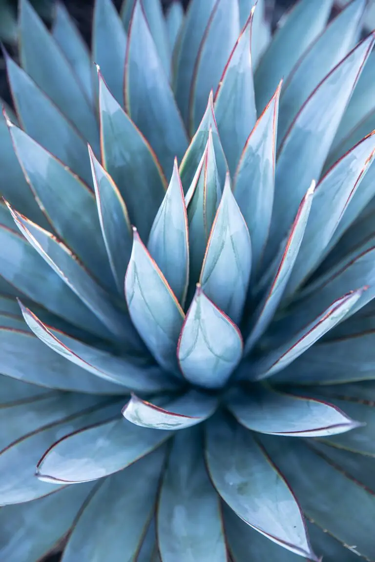 A close look at Agave tequilana plant