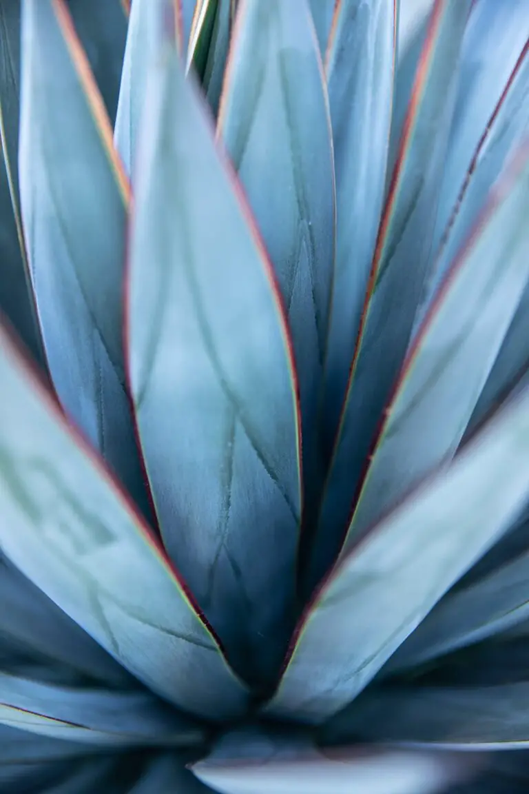 A close look at an Agave vilmoriniana plant