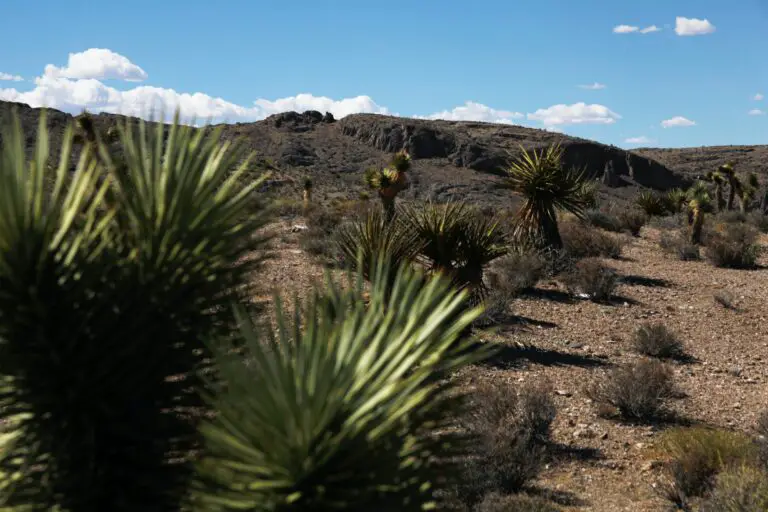 A close-up image of Agave vilmoriniana