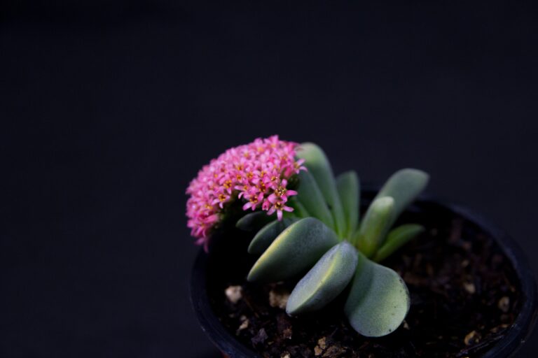 A detailed view of crassula identification featuring a Crassula Plant on Pot