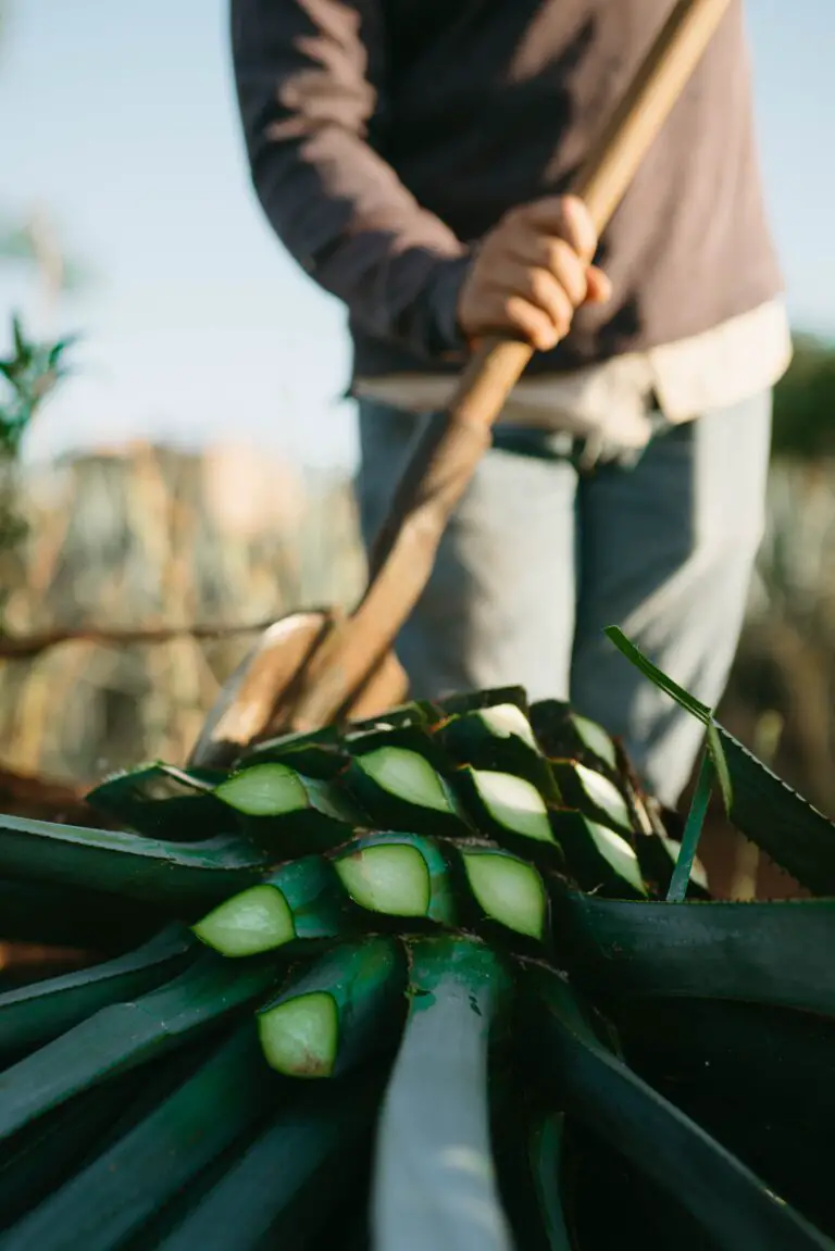 A field of Agave tequilana plants