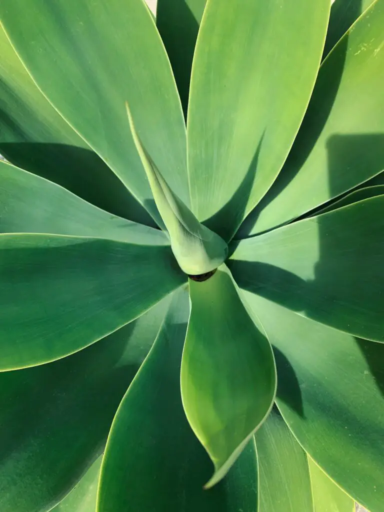 A fully grown Agave Attenuata with an arching inflorescence