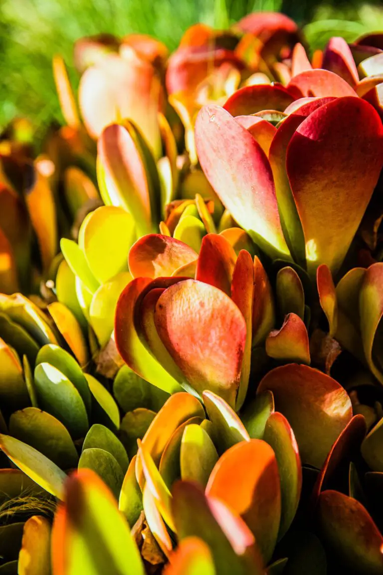 A vibrant Kalanchoe Delagoensis plant thriving in its habitat