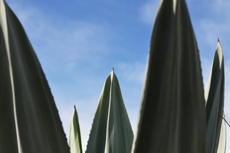 Agave murpheyi plant