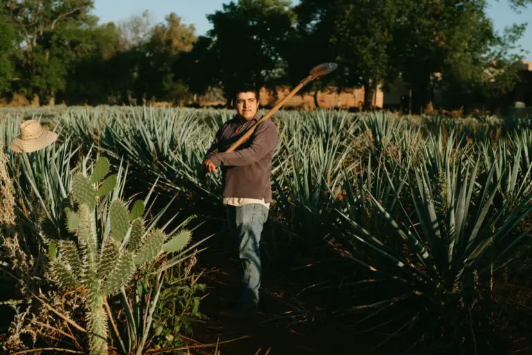 Agave palmeri, a fascinating green plant