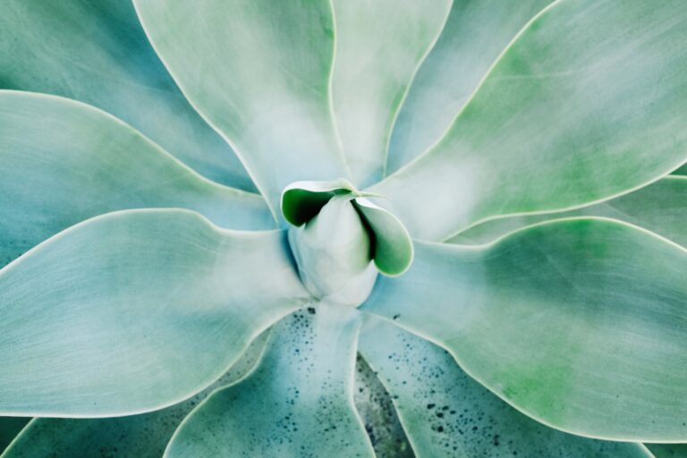 Agave plant close-up, a key ingredient in Annapolis culinary culture