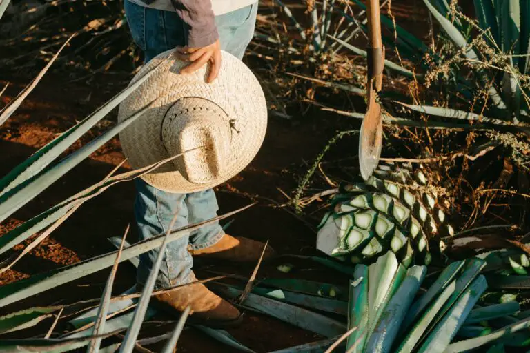 Agave plantation illustrating agave annapolis