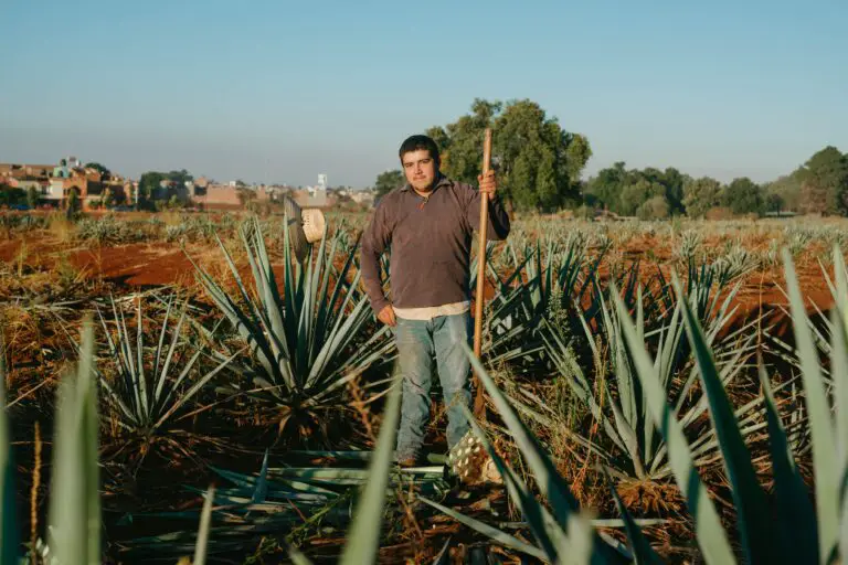 Agave plants growing in Annapolis, highlighting Maryland's natural sweetener farming