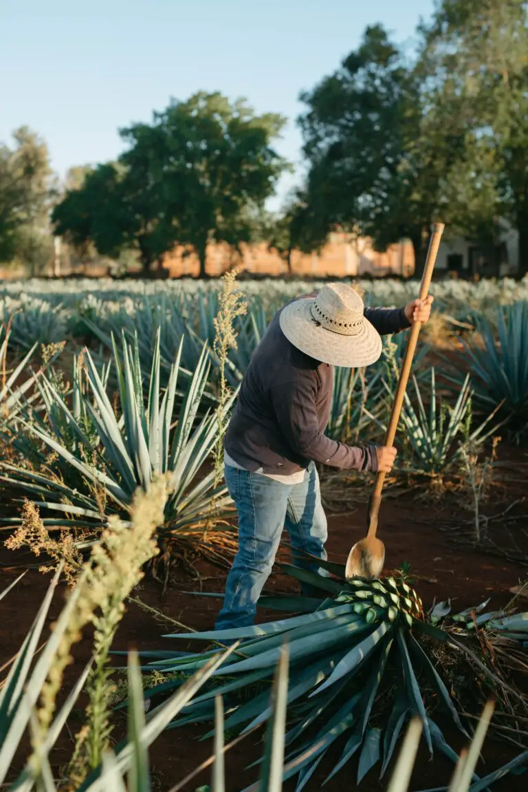 Agave tequilana Plantation