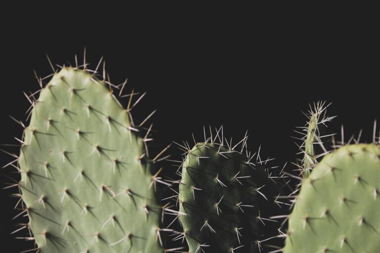 Agave victoriae-reginae Close-up